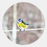 Mésange bleue sur la corde à  linge adhésif