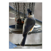 Mésange Carte De Vœux