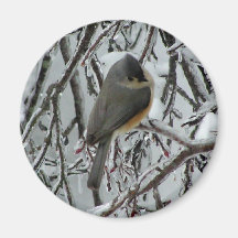 Mésange tuftée aimants pour réfrigérateur