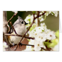 Mésange tuftée carte de vœux