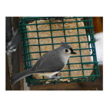 Mésange tuftée carte postale