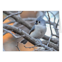 Mésange tuftée - carte pour notes