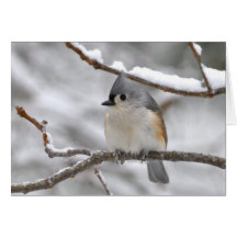 Mésange tuftée en hiver - carte pour notes