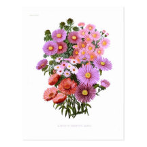 Michaelmas Dasies (asters) Cartes Postales