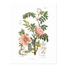 Microphylla de Rosa Cartes Postales