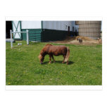 Mini chevaux cartes postales