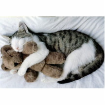 minou adorable photos en relief
