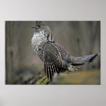 Mise en tambour de grouse de Ruffed Poster