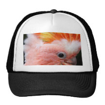 Mitchell principal casquettes