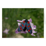 Mite de Valentine Carte