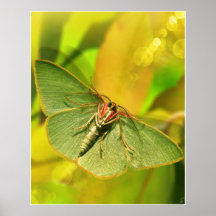MITE VERTE POSTERS