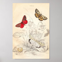 Mites et papillons affiche