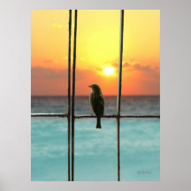 Moineau au coucher du soleil - un moineau sur de v posters