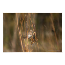 Moineau de chanson par E.A. Schneider Photographies D’art