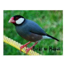 Moineau de Java affiché par rouge en Hawaï Carte Postale