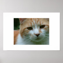 Mon chat affiches