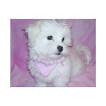Mon chiot doux toiles tendues