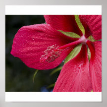 Mon Hybiscus rouge Affiche