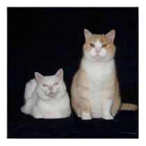 Mon petits jambon et diva posters