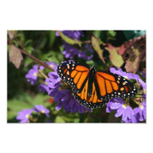 Monarque Impression Photo