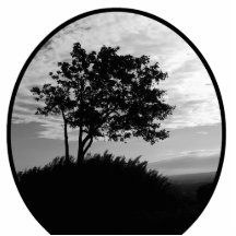 Monochrome de silhouette d'arbre découpages en acrylique
