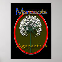 Monocot/affiche d'agapanthus