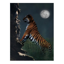 Montée de tigres carte postale