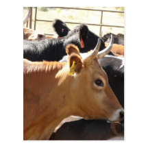 MOO à vous Carte Postale