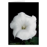 MoonFlower Carte