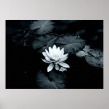 MoonlightWaterlily Posters