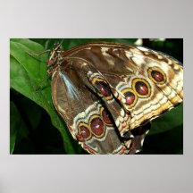 Morpho bleu affiche