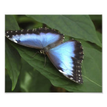 Morpho bleu II. Photographe