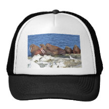 Morse sur la glace de mer de Béring Casquette