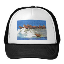 Morse sur la glace de mer de Béring Casquette