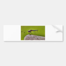mouche de dragon autocollant pour voiture
