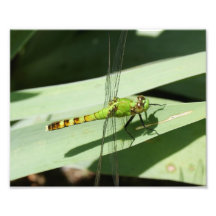 Mouche de dragon épreuve photographique 10 x 8