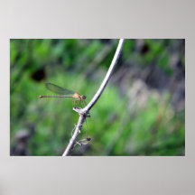 Mouche de dragon posters