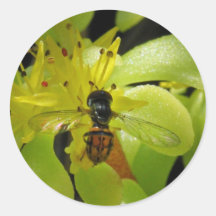 Mouche de Syrphid sur des autocollants de sedum