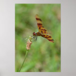Mouche orange brûlée de dragon posters