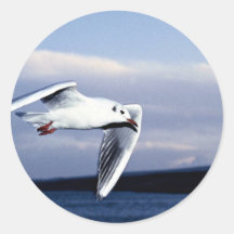 Mouette à tête noire en vol autocollant rond