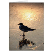 Mouette Cartes