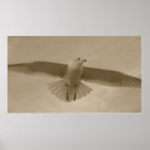 Mouette de sépia posters