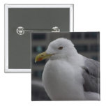 mouette d'harengs avec la goupille d'arrière - pla badge