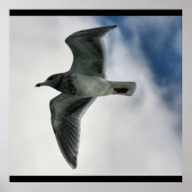 Mouette en vol posters