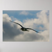 Mouette montante affiches