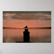 Mouette solitaire affiches