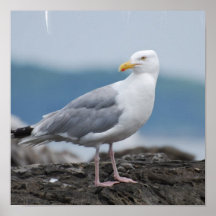 Mouette sur l'affiche de roche