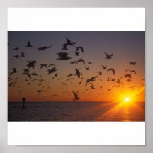 Mouettes à la Côte du Golfe de la Floride de couch Affiches