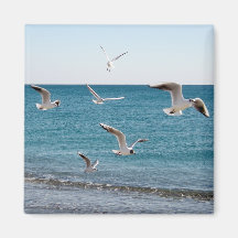 Mouettes Aimants