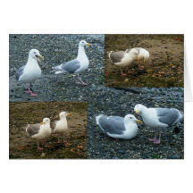 Mouettes : Date et compagnon Cartes De Vœux